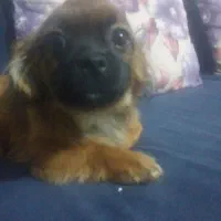 سگ نژاد دار