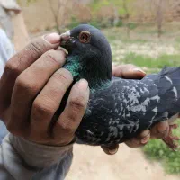 کبوتر پلاکی نر، مسابقات هم شرکت کرده|پرنده|شیروان (خراسان), |دیوار