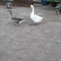 غاز‌ وقوغاز
