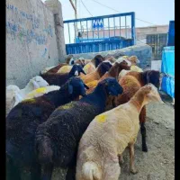 گوشتی