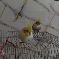 جفت عروس هلندی سخنگو