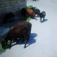 9عددگوسفند نربرای نگهداری وپروری