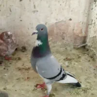 جوجه پلاکی هیچ پر