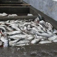انواع خوشمزه ترین و تازه ترین ماهی های جنوب عمده|ماهی|تهران, فاطمی|دیوار