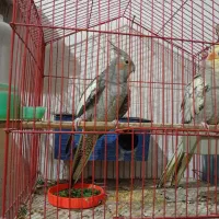 فروش عروس هلندی|پرنده|بندر دیر, |دیوار