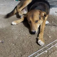 سگ ژرمن هشت ماهه