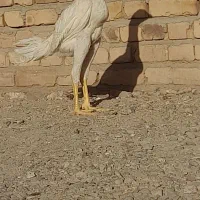 جوجه خروس لاری اصل