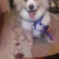 سگ نرباهوش اشپیتز