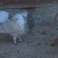 گمشده محدوده جابان