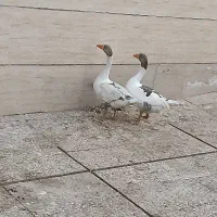 نروماده|حیوانات مزرعه|تهران, آذری|دیوار