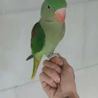 ۱عدد طوطی