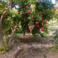 انار کوهنانی