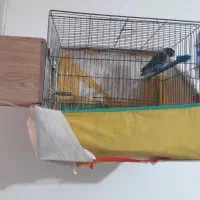 سلام یک جفت طوطی برزیلی ۲عد|پرنده|همدان, |دیوار