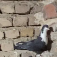 کبوتر|پرنده|خاش, |دیوار
