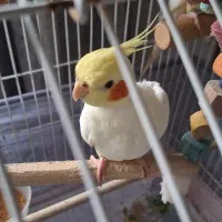 جوجه عروس هلندی لوتینو|پرنده|صومعه‌سرا, |دیوار