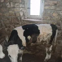 گوساله نر ۹ ماهه