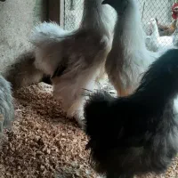 خروس ومرغ ۵ماه لاری وابریشمی کبوتر دم طاووسی|پرنده|رشت, حومه رشت|دیوار