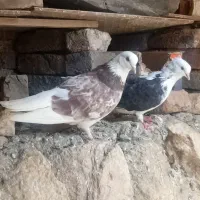 کبوتر شکارشده|پرنده|محمدبار, |دیوار