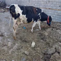 سوپر گاو روزگاری زاایید