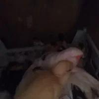 جوجه اردک مسکویی|حیوانات مزرعه|هشتگرد, تهران دشت|دیوار