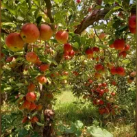 باغ سیب گردو (قیمت مناسب)سپیدان