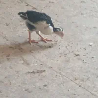 جوجه خروس گلین چهلتاج ریش