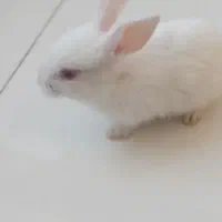 خرگوش زرنگ|موش و خرگوش|قم, کلهری|دیوار