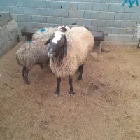 یک عد قوچ بخته دورگ