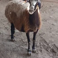 راسته گوشتی|حیوانات مزرعه|کرج, فاز ۳ گوهردشت|دیوار