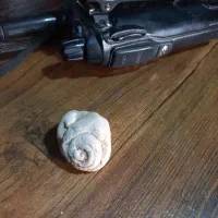 فسیل دو عدد|کلکسیون اشیاء عتیقه|کارون, |دیوار