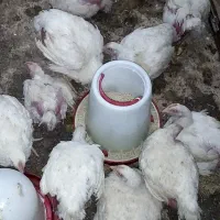 فروش مرغ گوشتی
