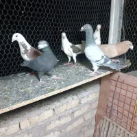 رنگی و پلاکی شهرستان.|پرنده|یزد, |دیوار