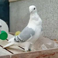 کبوتر‌پشتی‌سیته‌فر