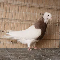 کبوترطوقی زیبا