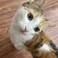 واگذاری رایگان گربه کالیکو ماده