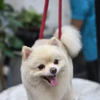 پامرهای عروسکی زیبا