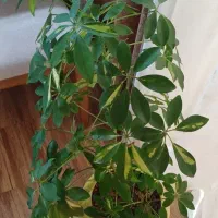 گل شفلرا ابلغ