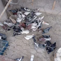 کبوتر. رنگی|پرنده|اردکان, |دیوار