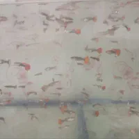 گوپی توکسیدو