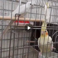 عروس هلندی مولد