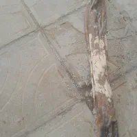 پوست ماست