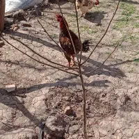 خروس لاری دورگ