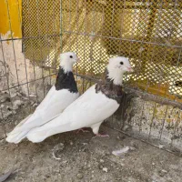 کبوتر|پرنده|جم, |دیوار