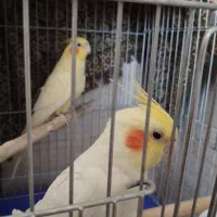 عروس هلندی لوتینو سخنگو