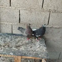 کبوتر|پرنده|اهواز, کوی مندلی(سه راه خرمشهر)|دیوار