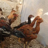 جوجه لاری|حیوانات مزرعه|پیشوا, |دیوار