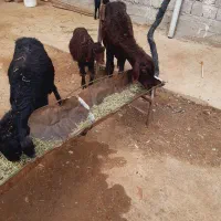 ۲عدد میش بره دار قره وقزل افشار