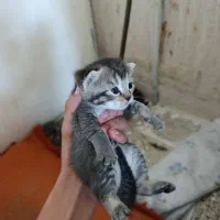 گربه اسکاتیش