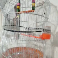 مرغ عشق با قفس