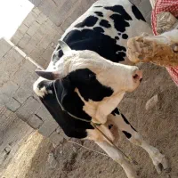 گاو|حیوانات مزرعه|تیمور آباد, |دیوار